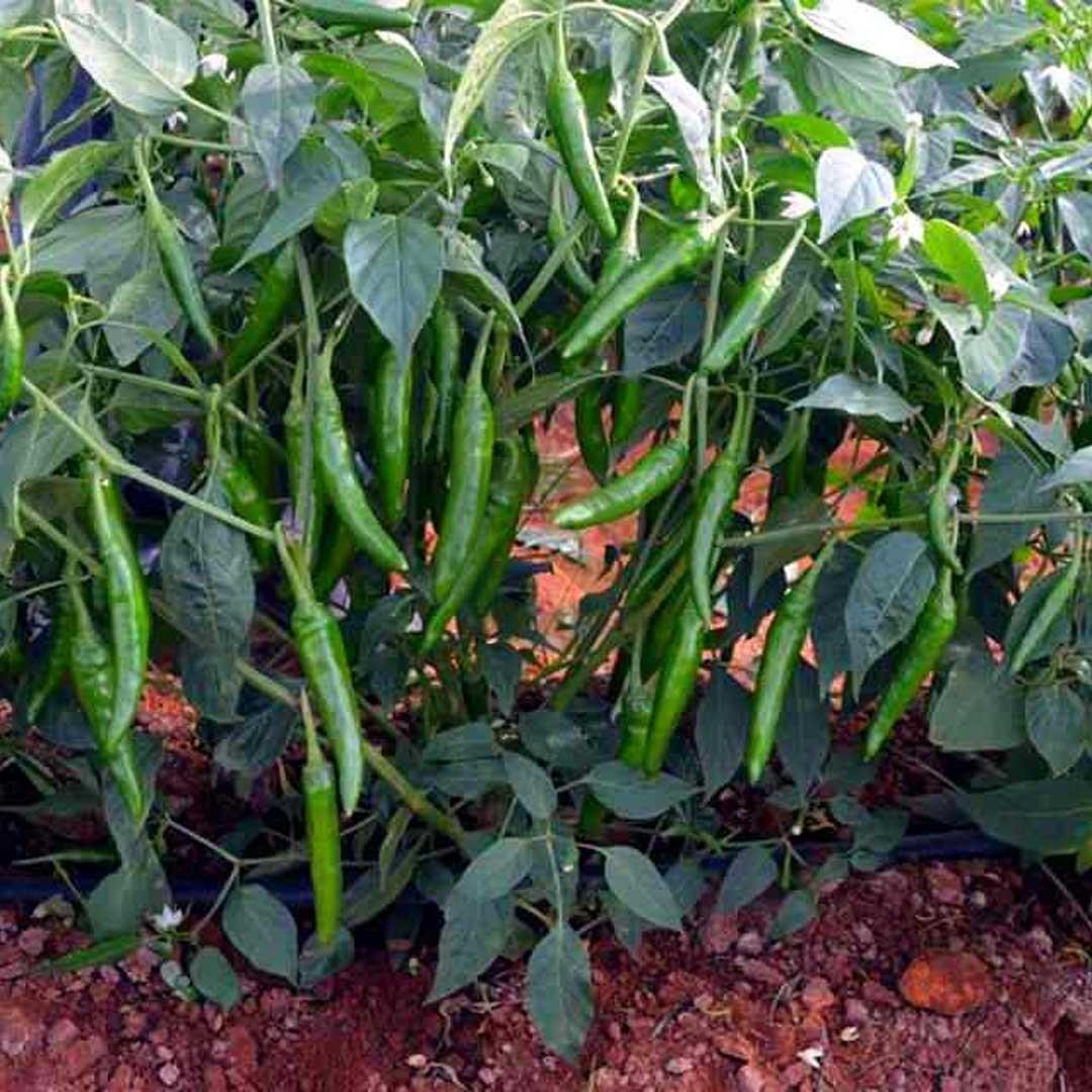 Team Seeds F1 Hybrid TS-0011 Chilly Seeds