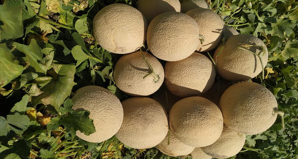 Advanta F1 Hybrid Madhu 149 Muskmelon Fruit Seeds - Kharbuja Seeds