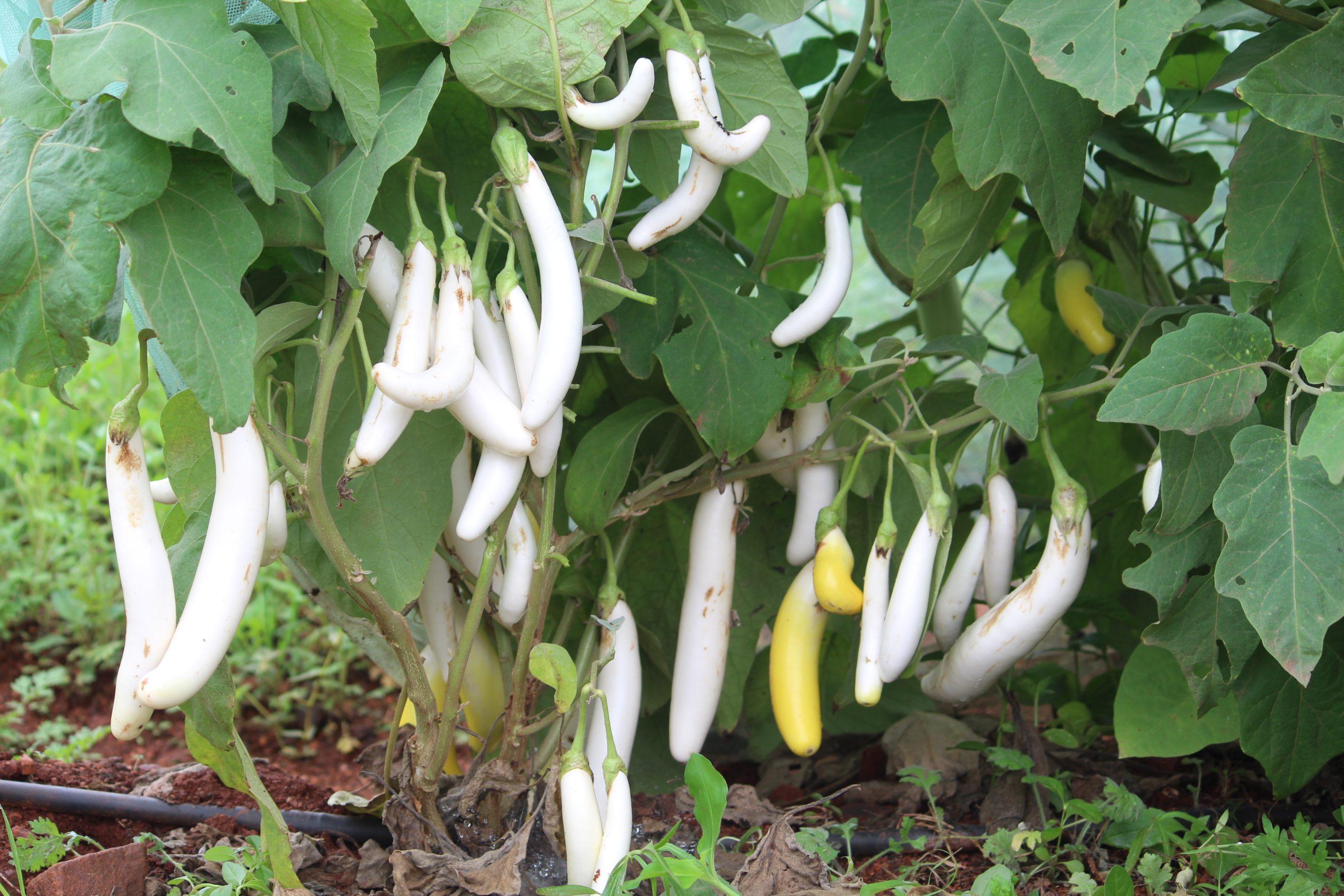 Team Seeds F1 Hybrid White Long Brinjal Seeds