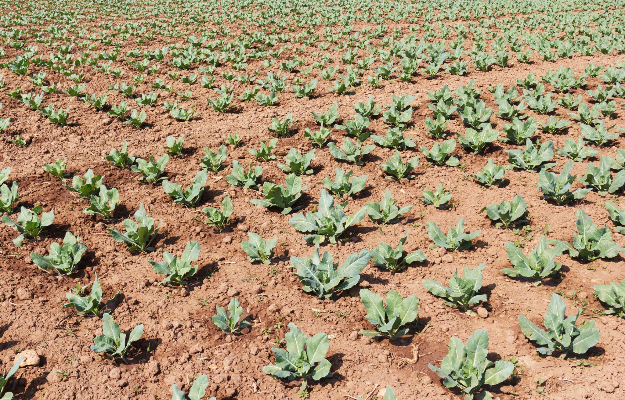 Advanta Mahima 80 F1 Hybrid Cauliflower Seeds (Gobhi) Premium Quality, Long Maturity and High Yield