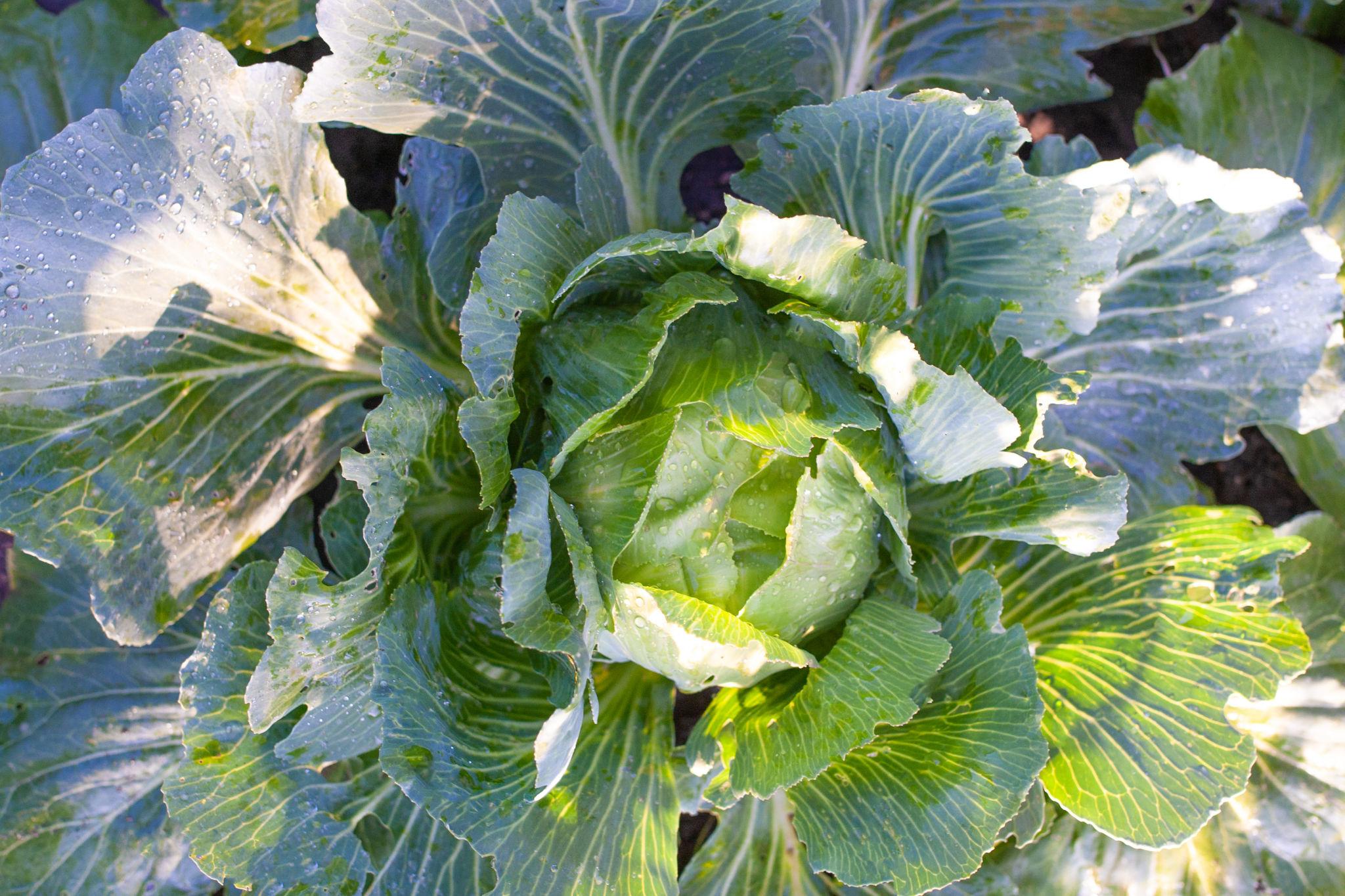 Syngenta ROYAL BALL (BC 51) CABBAGE Seed (Band Gobhi & Patta Gobhi) ----2000 Seeds Pack