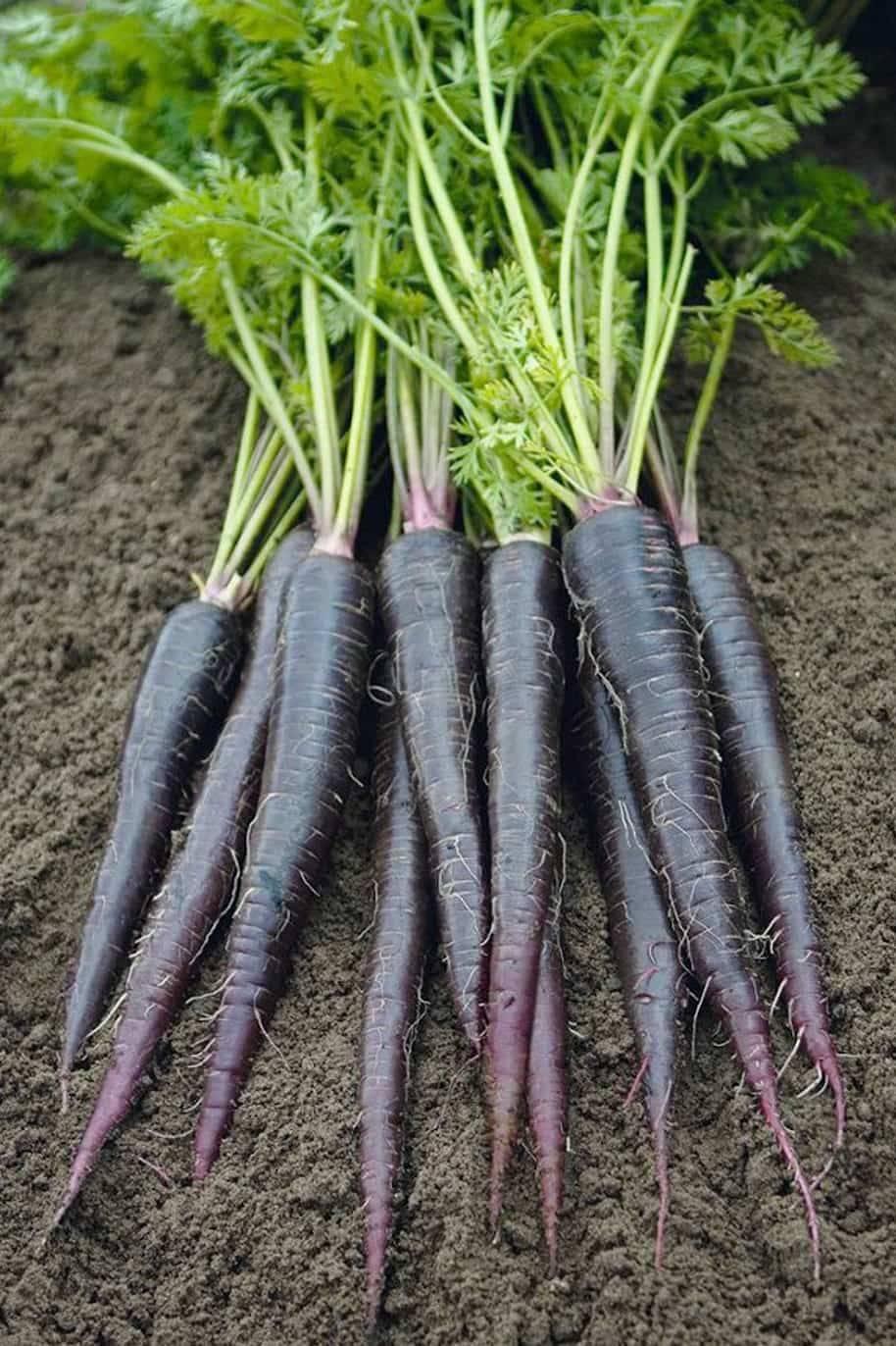 EXTREME SEEDS Organic Black Carrot (Kaali Gaajar) Seeds for Home Gardening Germination Rate, Non-GMO, Heirloom Variety Ideal for Pots, Terrace & Kitchen Garden
