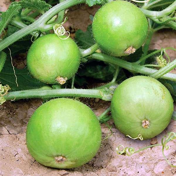 Advanta OP Classic Tinda Golden Selection-1 Vegetable Seeds