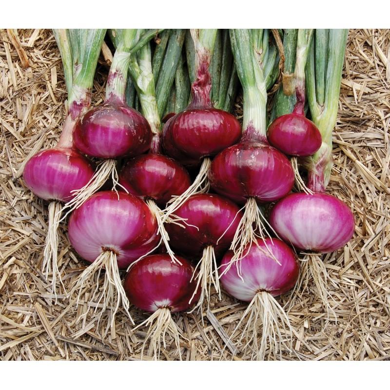 EXTREME SEEDS F1 Hybrid BIG BOSS Onion Seeds, Globe Shape, Pyaj Ke Beej, High Yield Variety