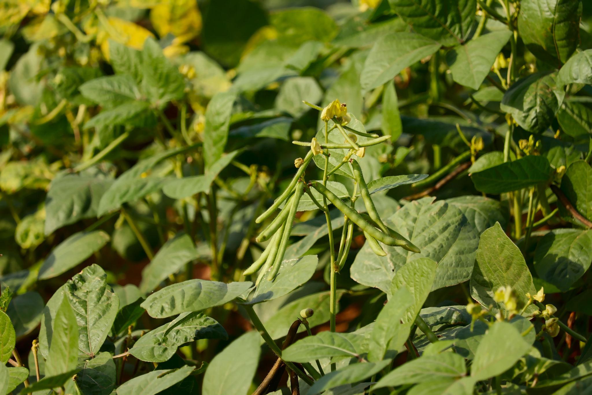 Hari Har Vikrant-65 Moong Seeds, Green Gram Seeds
