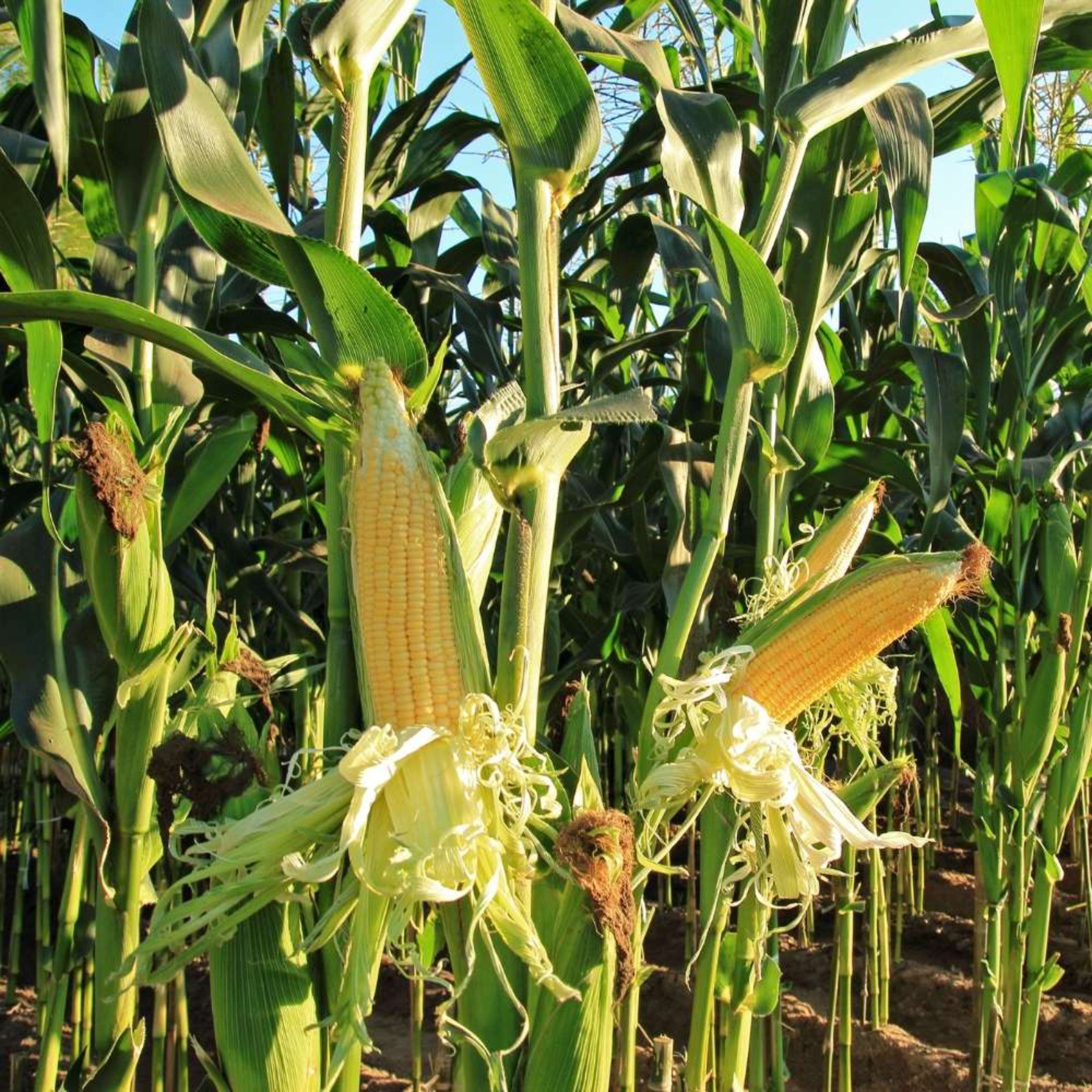 Syngenta Hybrid Sugar 75 Sweet Corn Seeds (Maize & Makka Beej) 1KG Pack