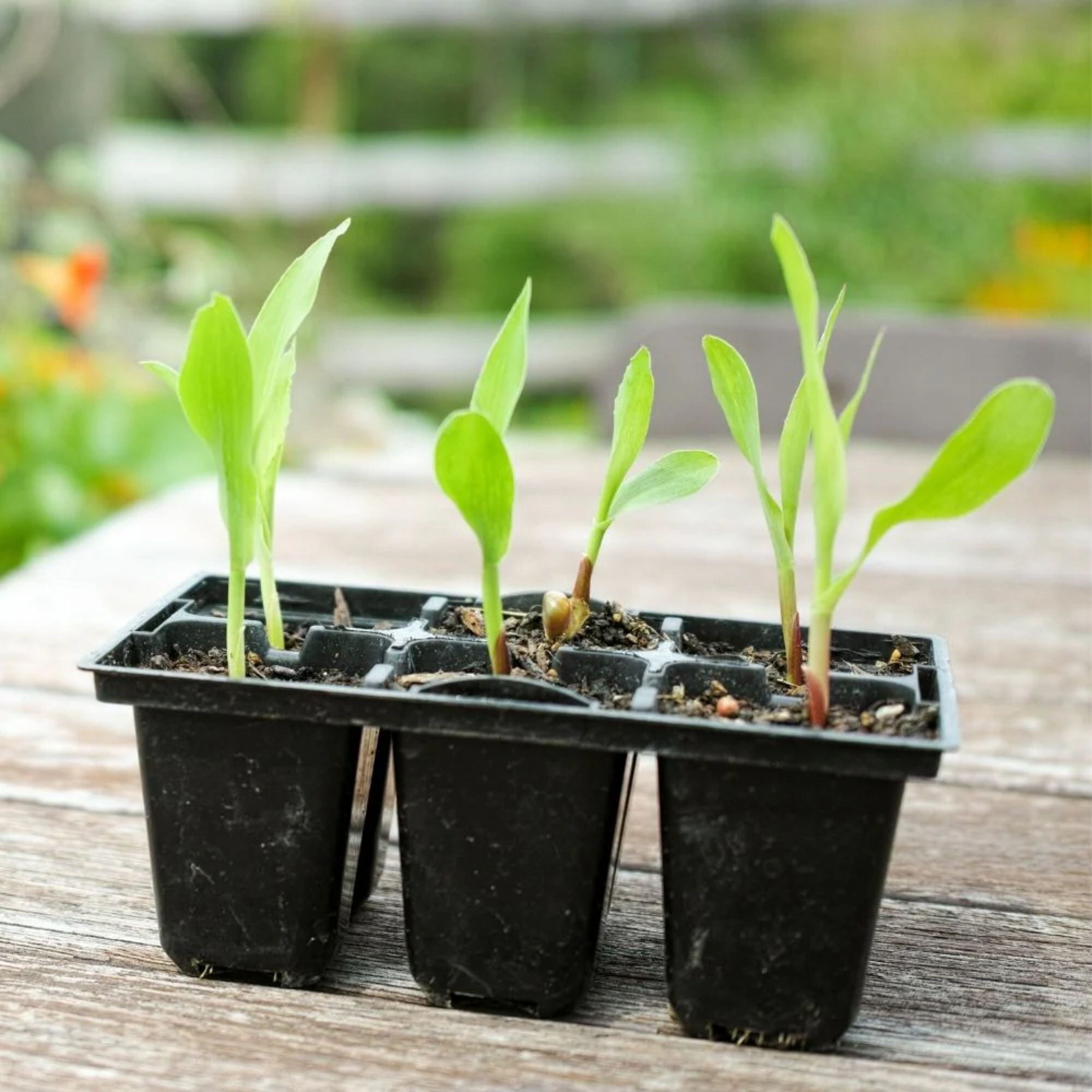 Syngenta Hybrid Sugar 75 Sweet Corn Seeds (Maize & Makka Beej) 1KG Pack