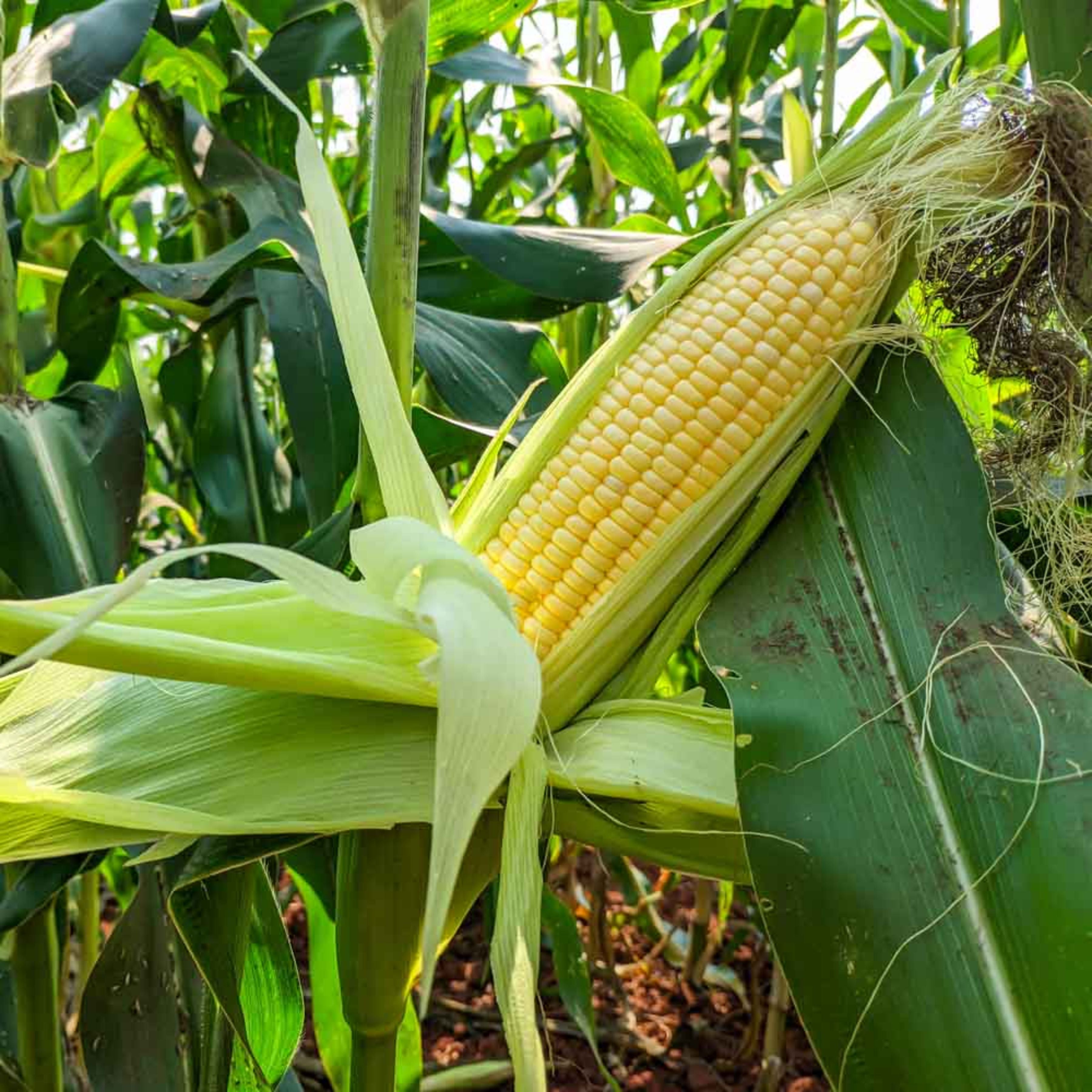 Syngenta Hybrid Sugar 75 Sweet Corn Seeds (Maize & Makka Beej) 1KG Pack