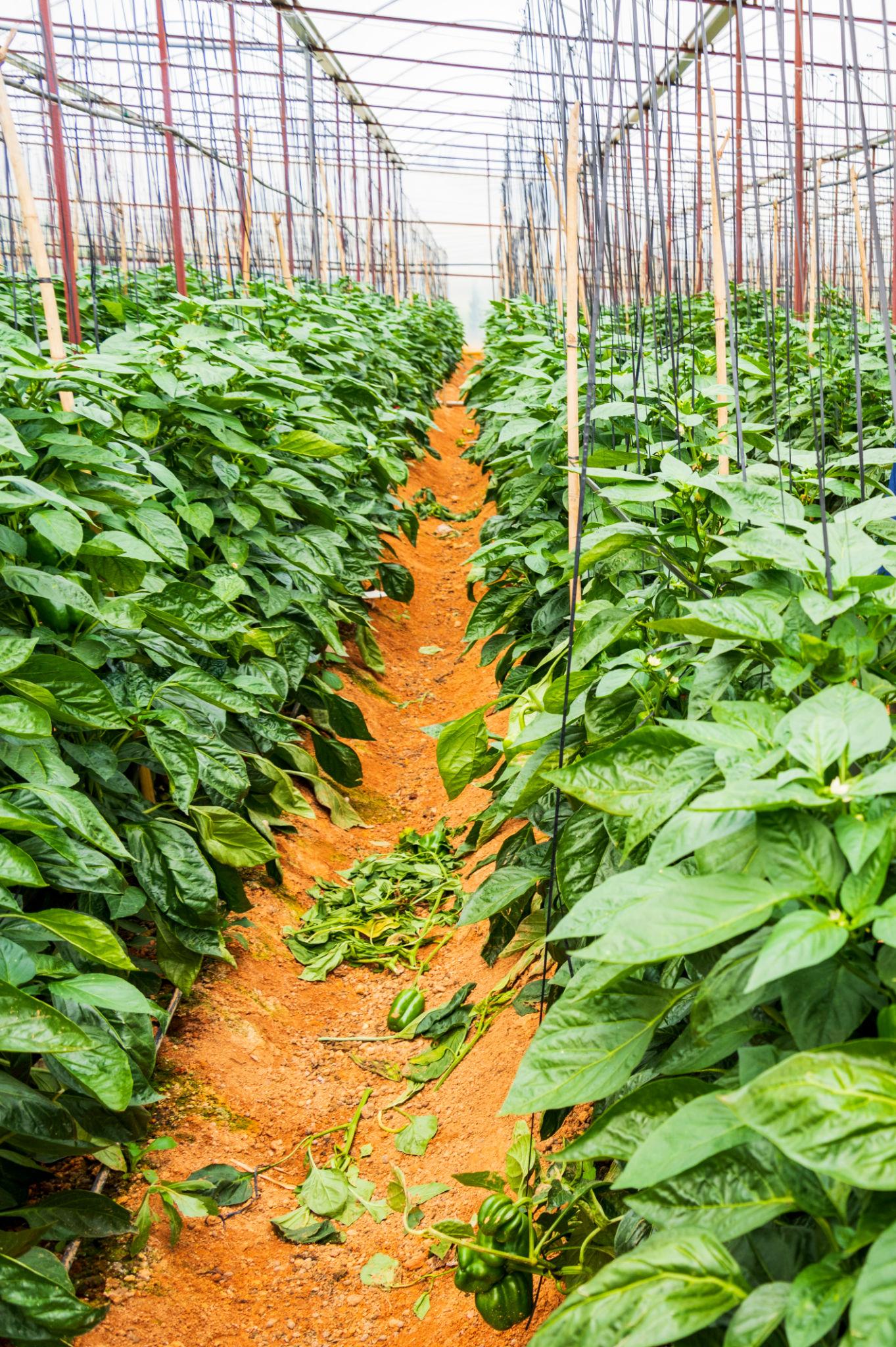 Syngenta Indra Hybrid Capsicum Seeds  (shimla Mirch)- High Yield, Heat & Cold Set----1500 Seeds Pack