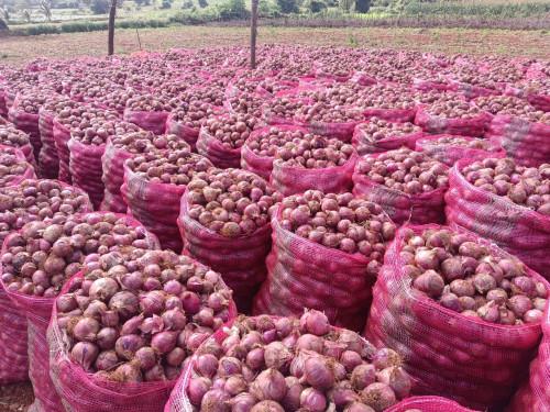 EXTREME SEEDS F1 Hybrid BIG BOSS Onion Seeds, Globe Shape, Pyaj Ke Beej, High Yield Variety