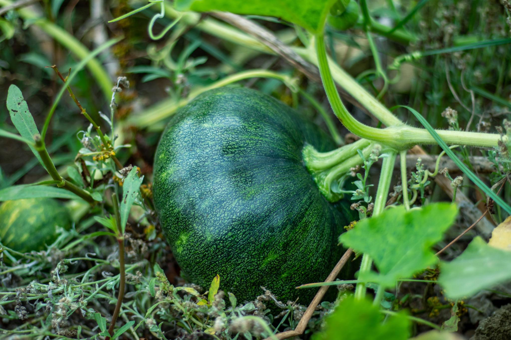 VNR P4 F1 Hybrid Pumpkin Seeds (Petha) High Yield, Flat Round Fruits, Flat Round Shape