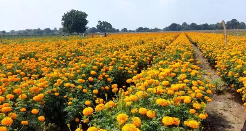 Indus Seeds Orbit Marigold F1 Hybrid Flower Seeds, Golden Yellow, Compact Ball Shape, High Yield