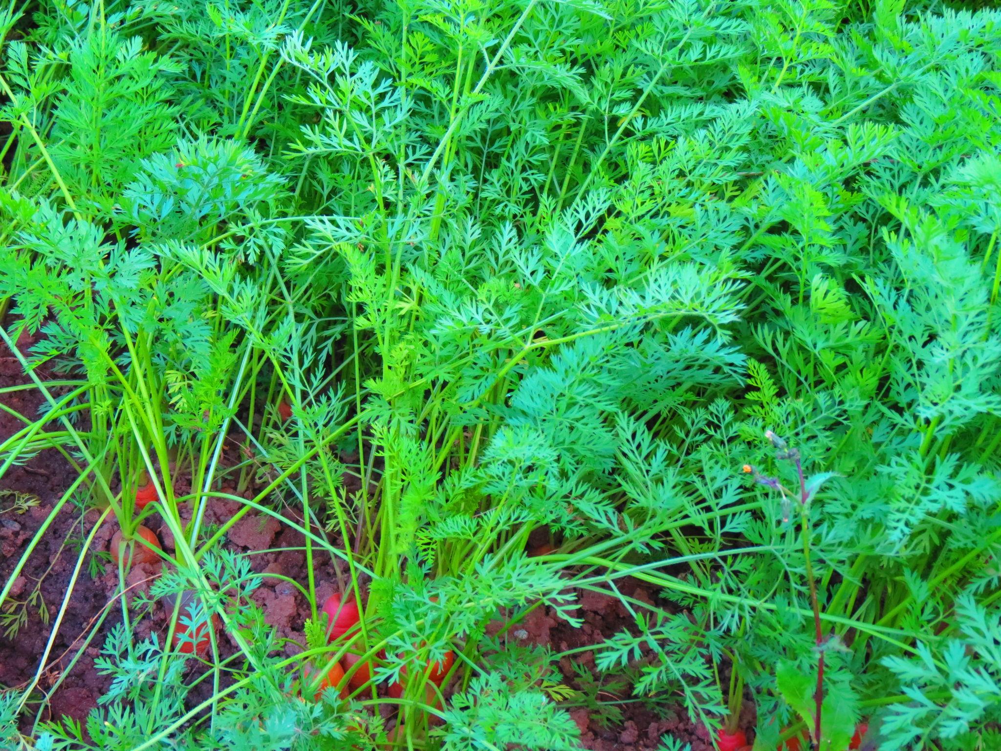 EXTREME SEEDS F1 Hybrid MOHINI Carrot Seeds (GAJAR) Bright Dark Red Root Color, Tapering Shape