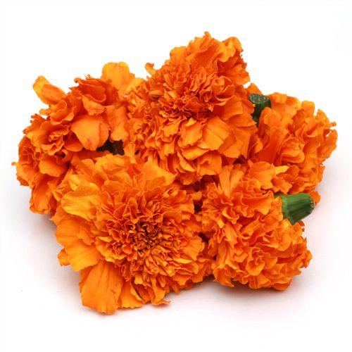 Indus Seeds Sweet Orange F1 Hybrid Marigold Seeds, High Purity and Best In Germination