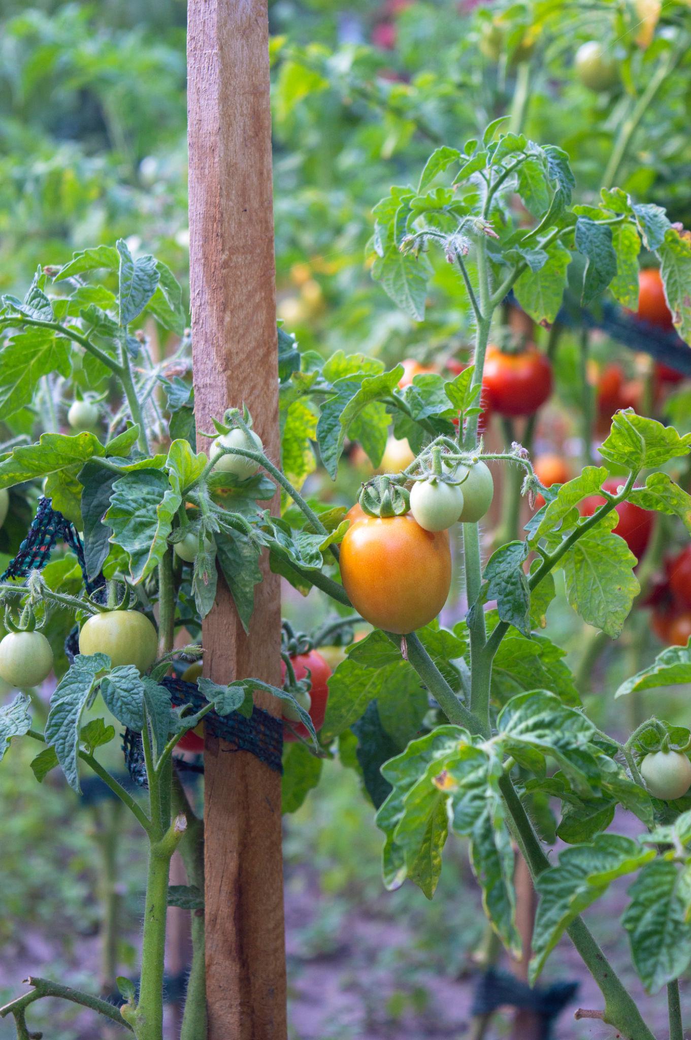 BIOSEED 2293 F1 Hybrid Tomato Seeds (TAMATAR) Suitable For All Seasons
