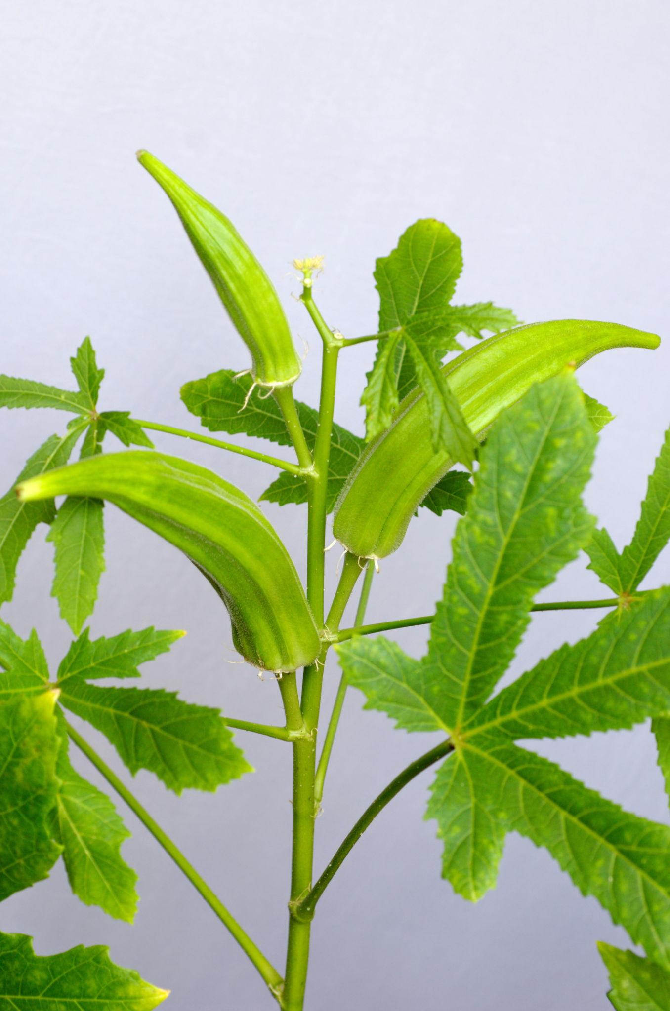 Team Seeds F1 Hybrid Diviya Bhindi Seeds