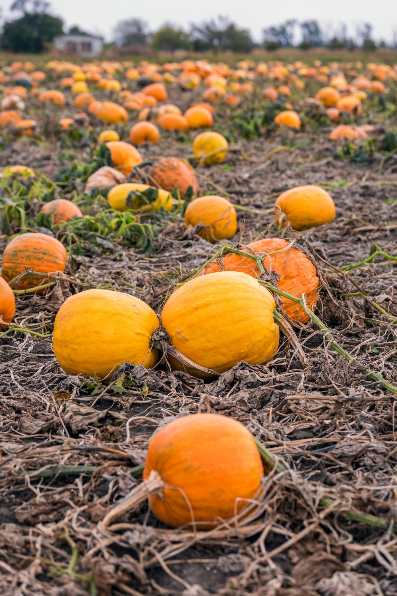 EXTREME SEEDS F1 Hybrid KASHIPHAL Pumkin Seeds (PETHA)