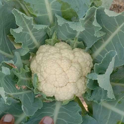 Advanta Classic Agheni Cauliflower Seeds, High Yield, Disease Resistant (GOBHI)