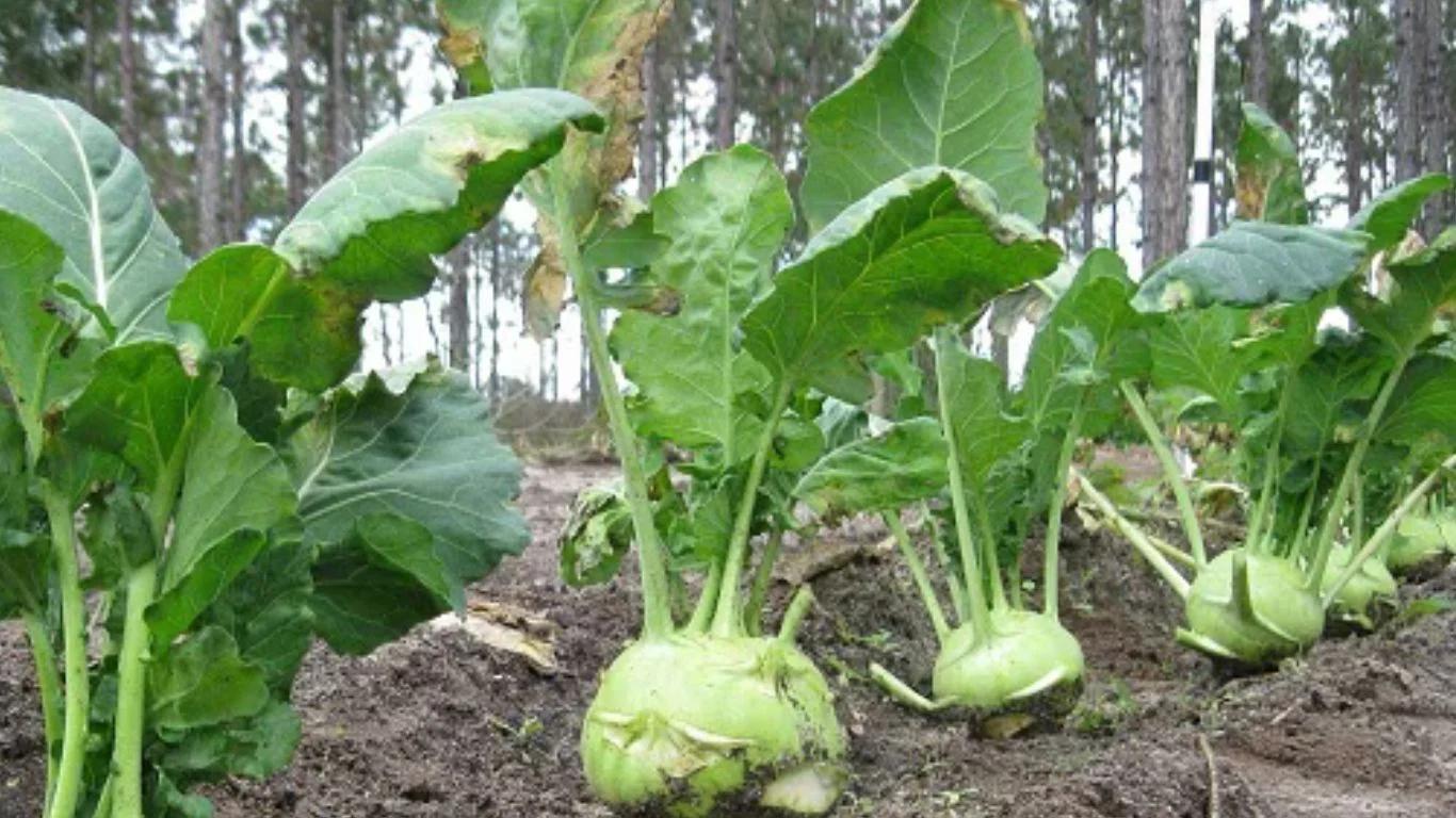 EXTREME SEEDS F1 Hybrid KNOL KHOL GREEN GATH GOBHI Seeds for Outdoor