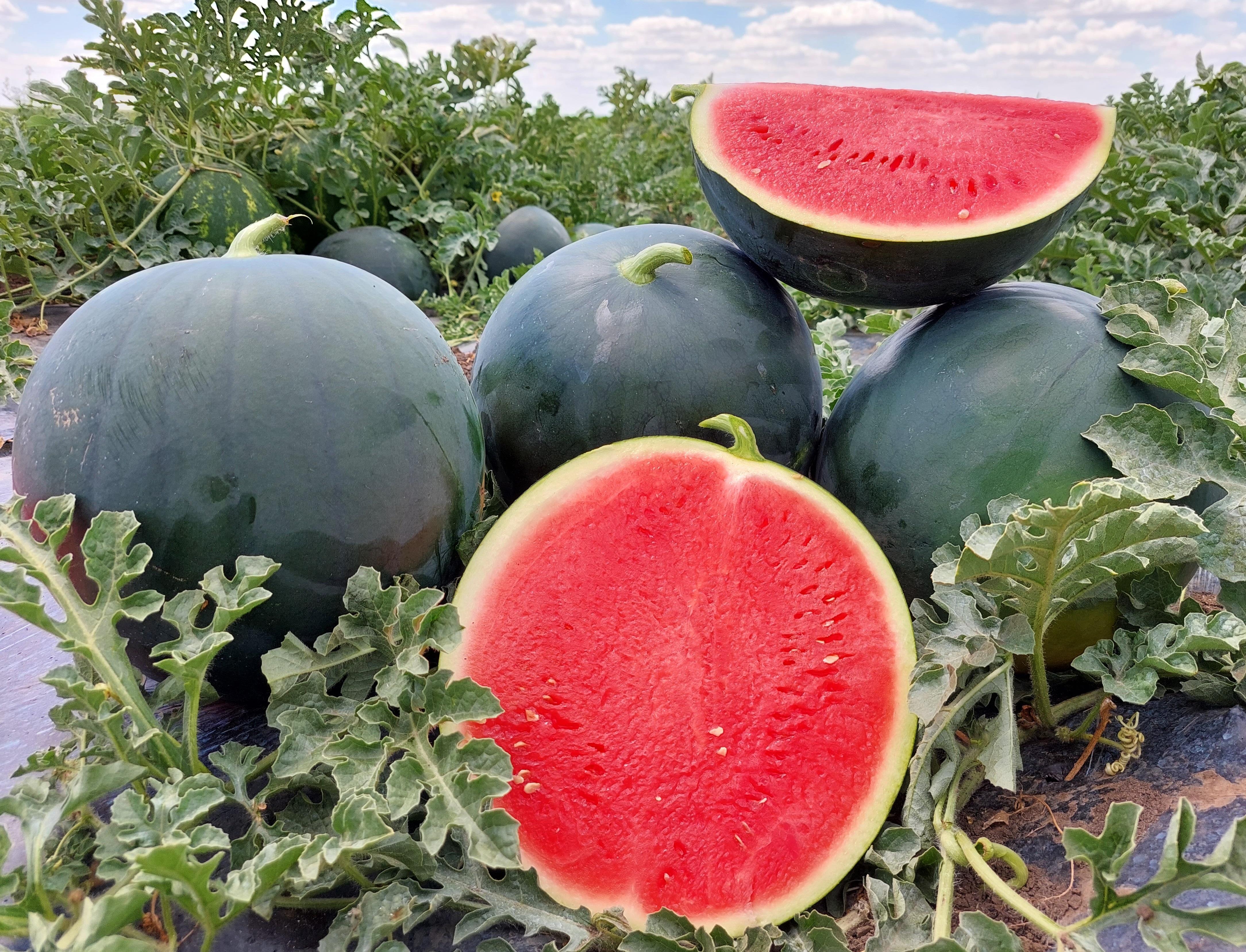 Seminis Khaas F1 Hybrid Watermelon Seeds  (TARBOOZ) High Yield Sweet Red Flesh Variety