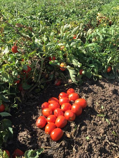 Advanta ADVANTA F1 Hybrid  575 Tomato Seeds - (Tamatar Seeds) High TYLCV Tolerant, Suitable For Summer Season