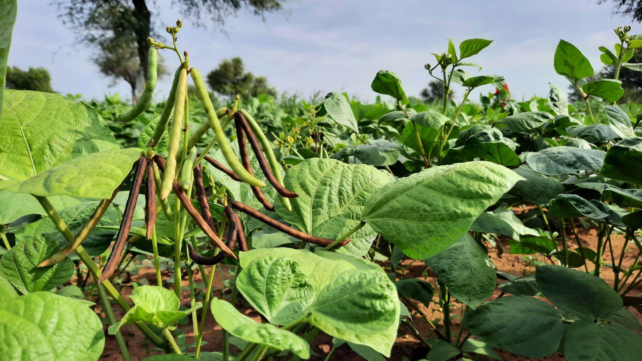 Luxmi Seeds Winner Gold Moong Seeds