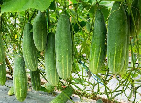 Agro Seeds Summer Express Cucumber Seeds (kheera) for outdoor