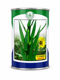 Team Seeds F1 Hybrid Diviya Bhindi Seeds