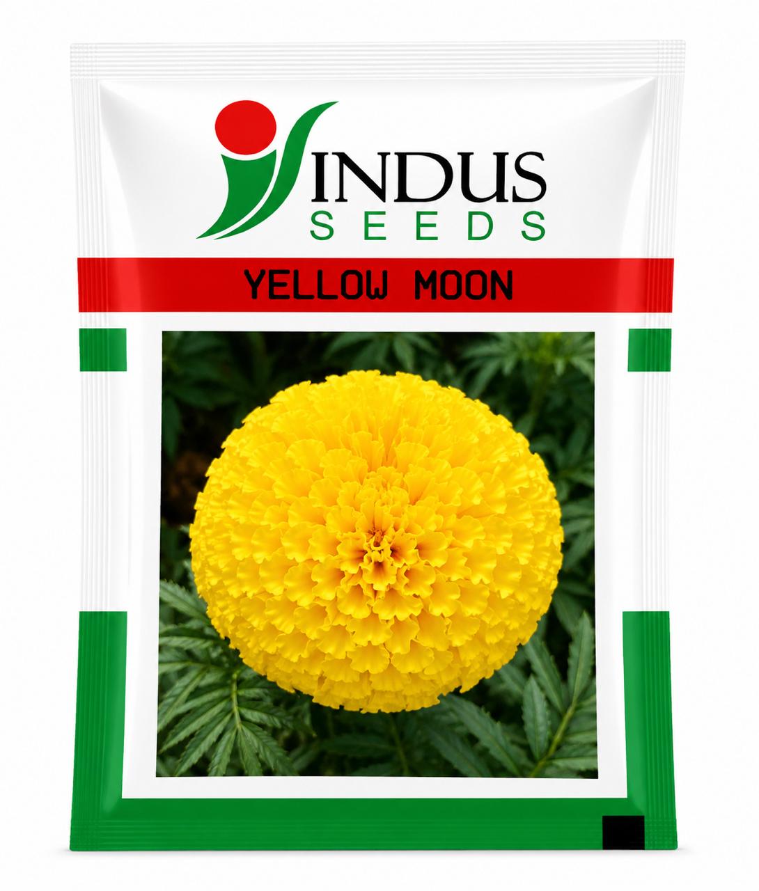 INDUS SEEDS Bijilee Yellow Moon Marigold Genda Fool, Best In Germination , Highly compact Ball