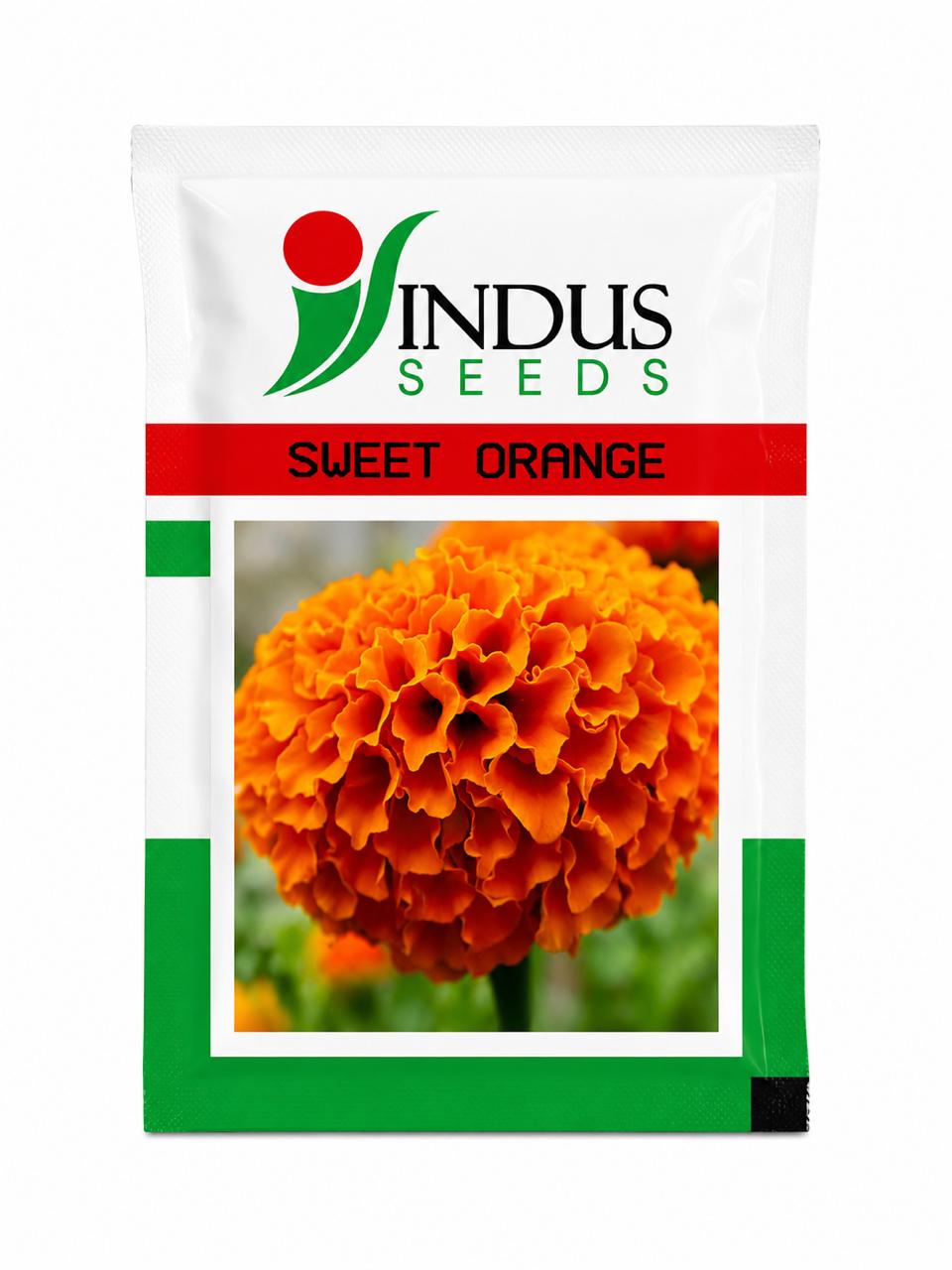 Indus Seeds Sweet Orange F1 Hybrid Marigold Seeds, High Purity and Best In Germination