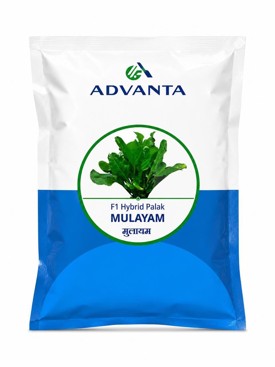Advanta F1 Hybrid Multicut MULAYAM Palak (Spinach) Seeds Excellent Germination Quality