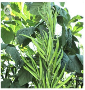VNR MANSI Hybrid Cluster Bean Seeds (GUARA) Open Pollinated, Early Maturity