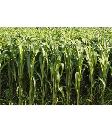 Crystal Dairy Green Hybrid Jowar Seeds