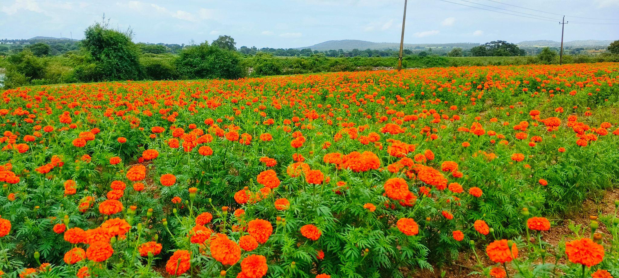 Indus Seeds Orbit Marigold F1 Hybrid Flower Seeds, Golden Yellow, Compact Ball Shape, High Yield