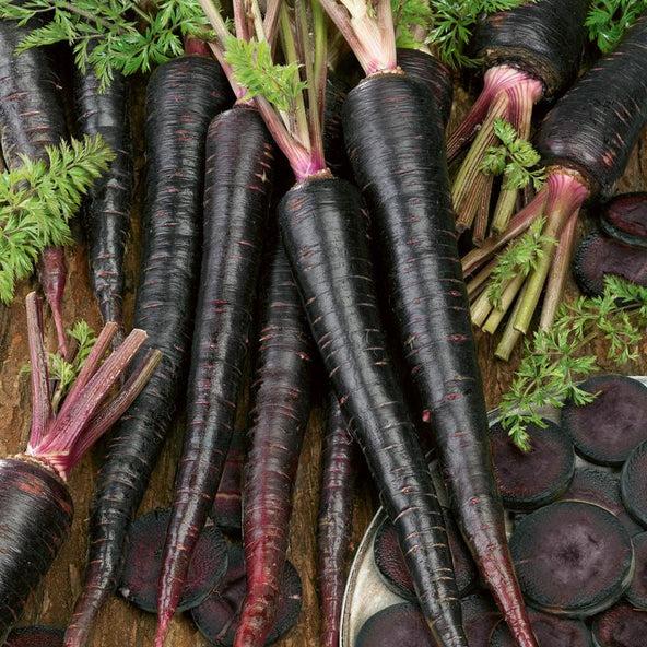 EXTREME SEEDS Organic Black Carrot (Kaali Gaajar) Seeds for Home Gardening Germination Rate, Non-GMO, Heirloom Variety Ideal for Pots, Terrace & Kitchen Garden