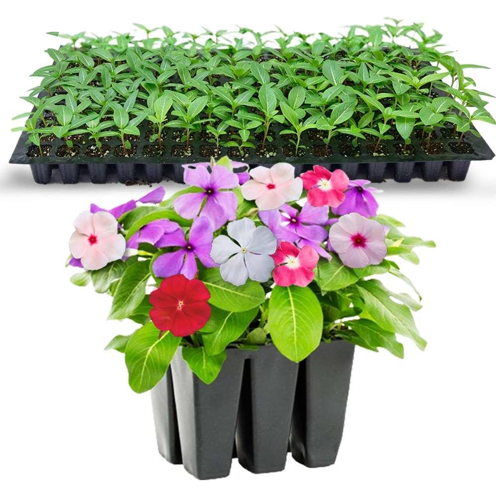 Indus F1 Hybrid IB MIX Flower Seeds