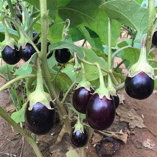 DCS F1 Hybrid Vibhu Brinjal Chuchu Seeds (bengan)