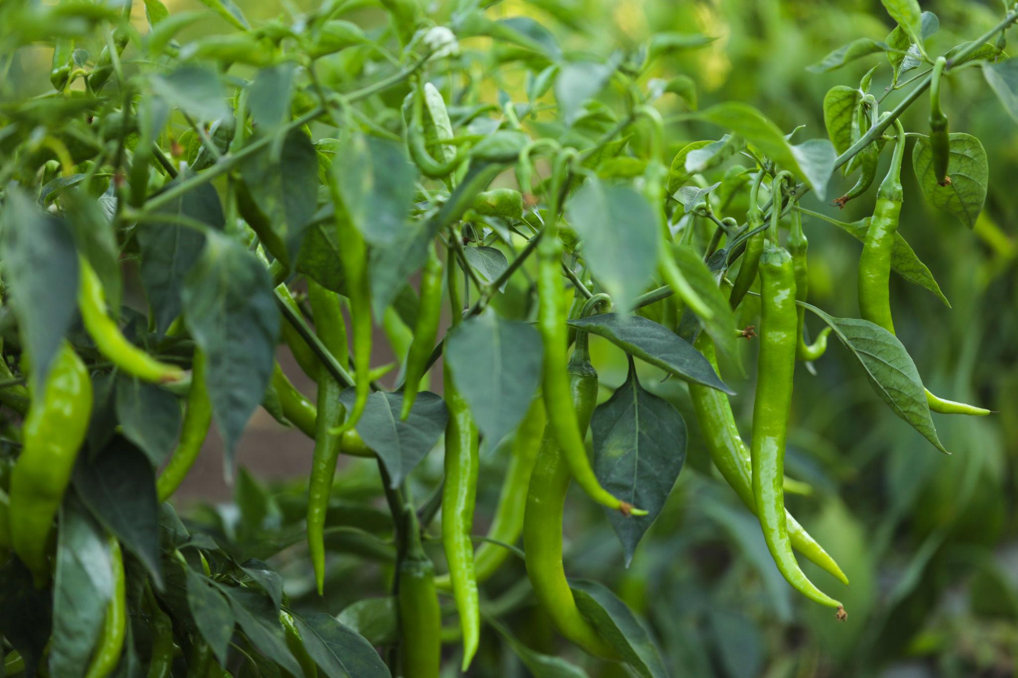 Team Seeds F1 Hybrid Shakti Chilly (Mirch) Seeds for outdoor