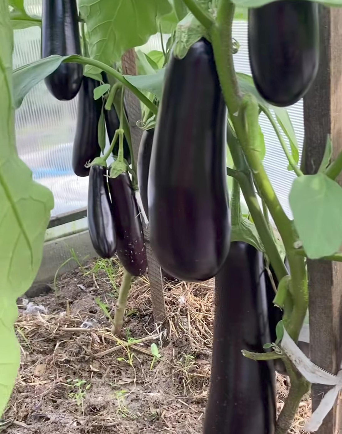 Seminis Shamli Brinjal Seeds - (Eggplant Seeds & bengan beej) Long Purple Fruits, Early Harvesting Variety
