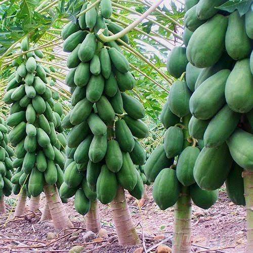 Indus RED SUN (DWARF) F1 Hybrid Papaya Seeds, Uniform Fruits (PAPITA) 10 SEEDS