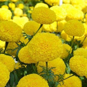 Indus Seeds F1 Hybrid Sweet Yellow Marigold Flower Seeds