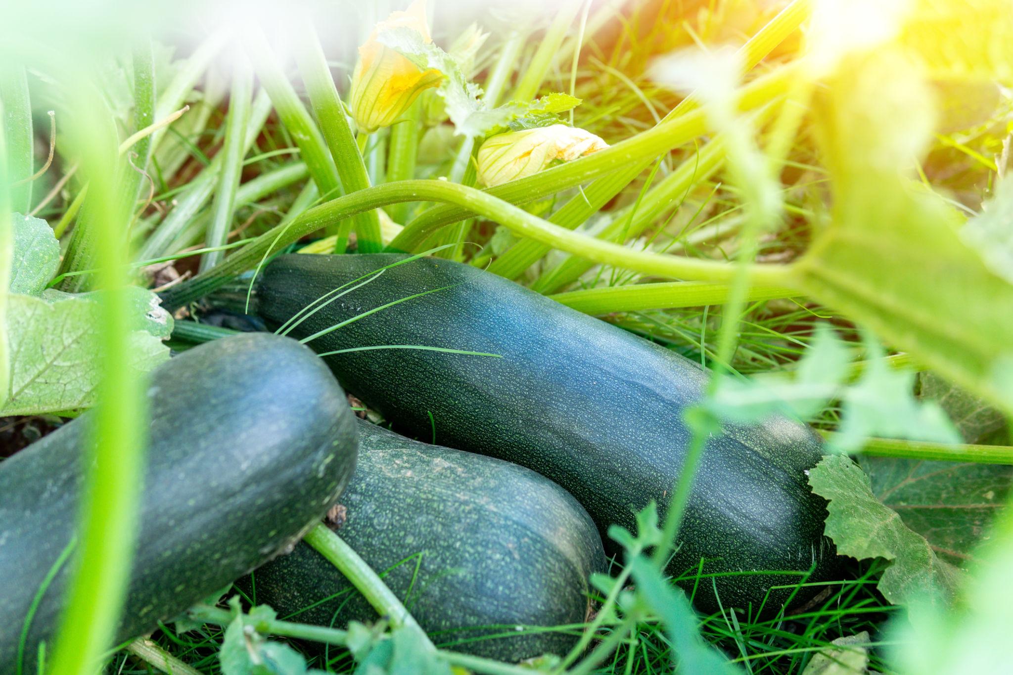 Team Seeds SAAJAN Zucchini Seeds, High Yield Early Maturity Vegetable Variety (PETHA)