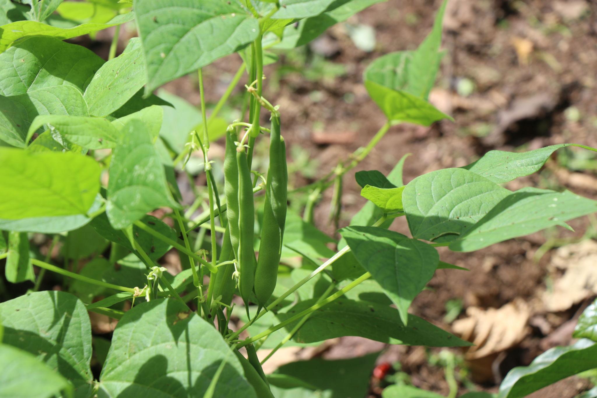 Team Seeds Shagun Beans Seeds