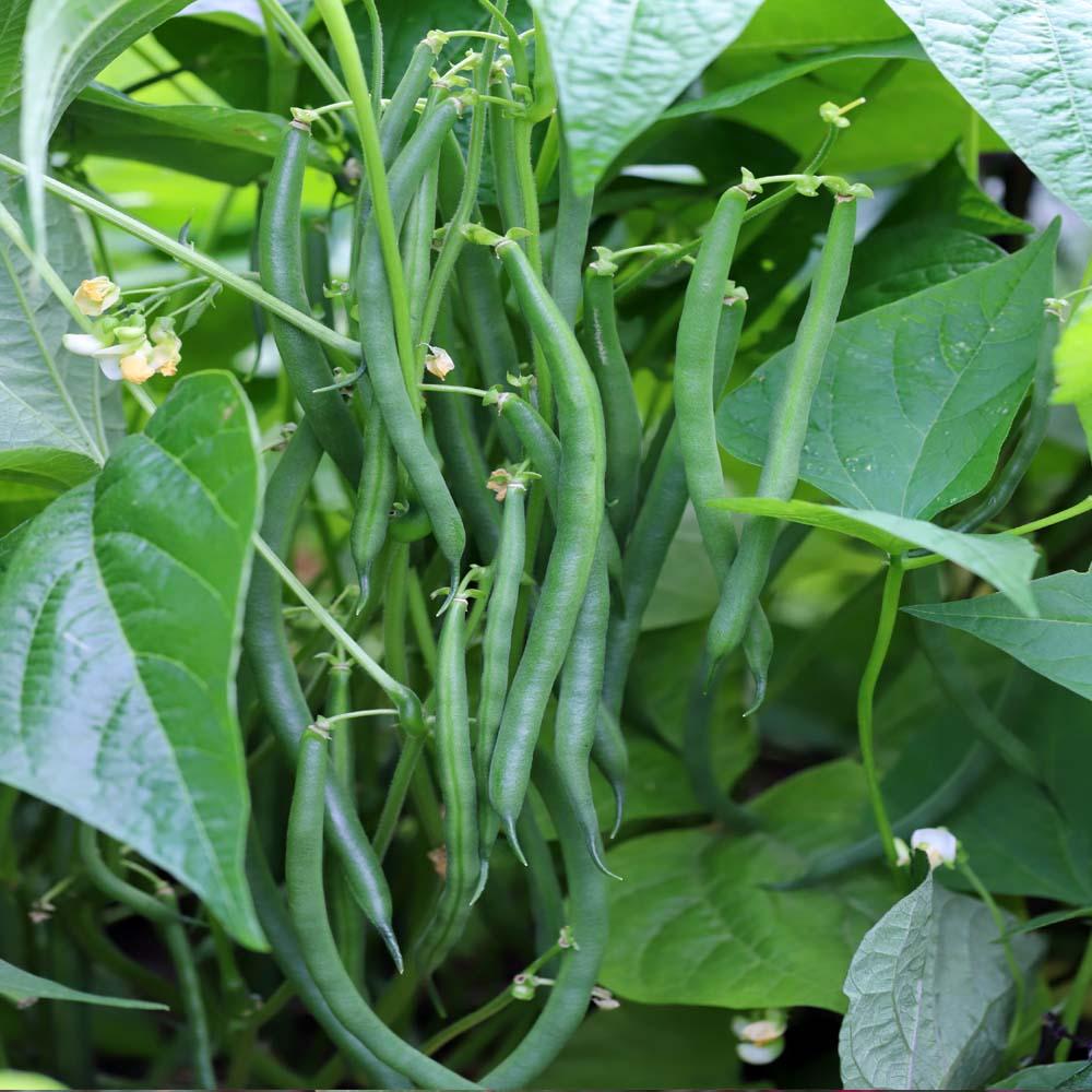 EXTREME SEEDS BEANS Seeds for Outdoor