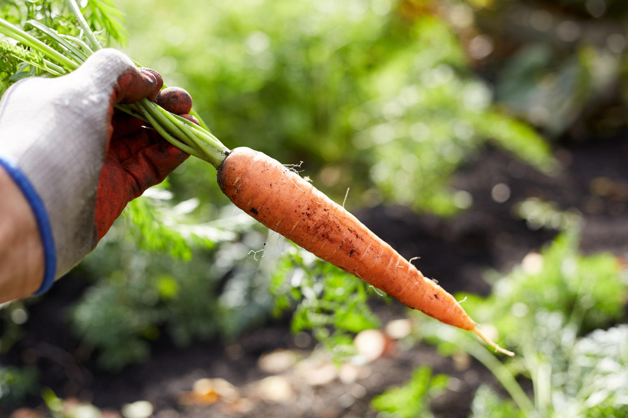 ADVANTA F1 Hybrid Country Red Carrot Seeds for Planting | High Germination | Non-GMO, Heirloom Variety | Sweet, Crunchy & Juicy Carrots | Ideal for Home Garden & Organic Farming (Gajar)
