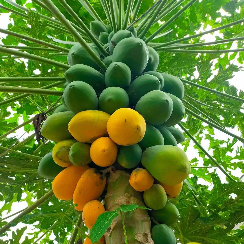 Indus RED SUN (DWARF) F1 Hybrid Papaya Seeds, Uniform Fruits (PAPITA) 10 SEEDS
