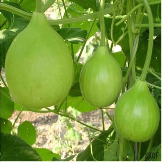 Team Seeds F1 Hybrid Laddu Bottle Gourd Seeds (Kaddu) Good Quality And High Yielding