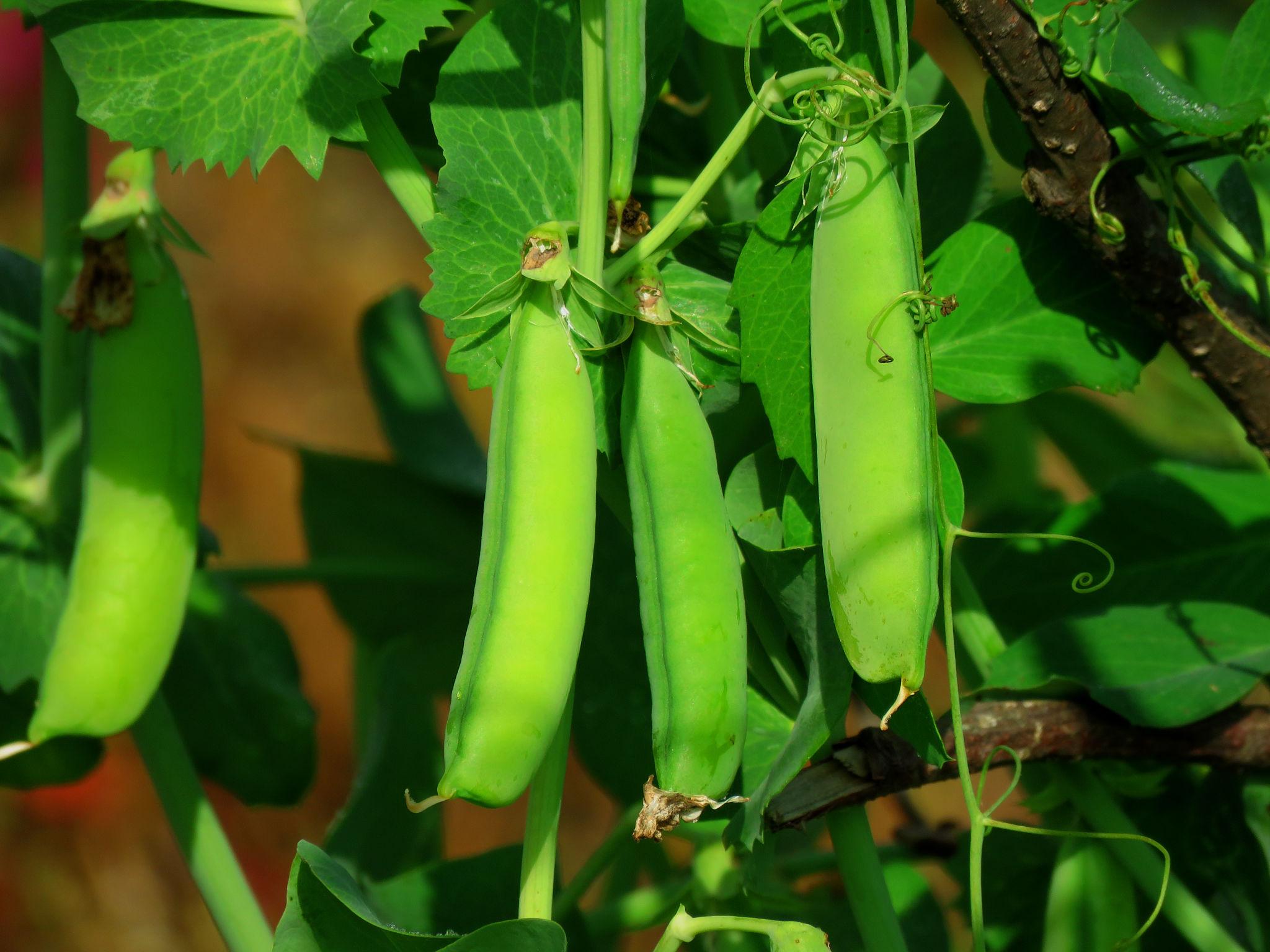 EXTREME SEEDS F1 Hybrid PENCILPeas Seeds, Matar Ke Beej, Vegetable Seeds, High Yield Potential