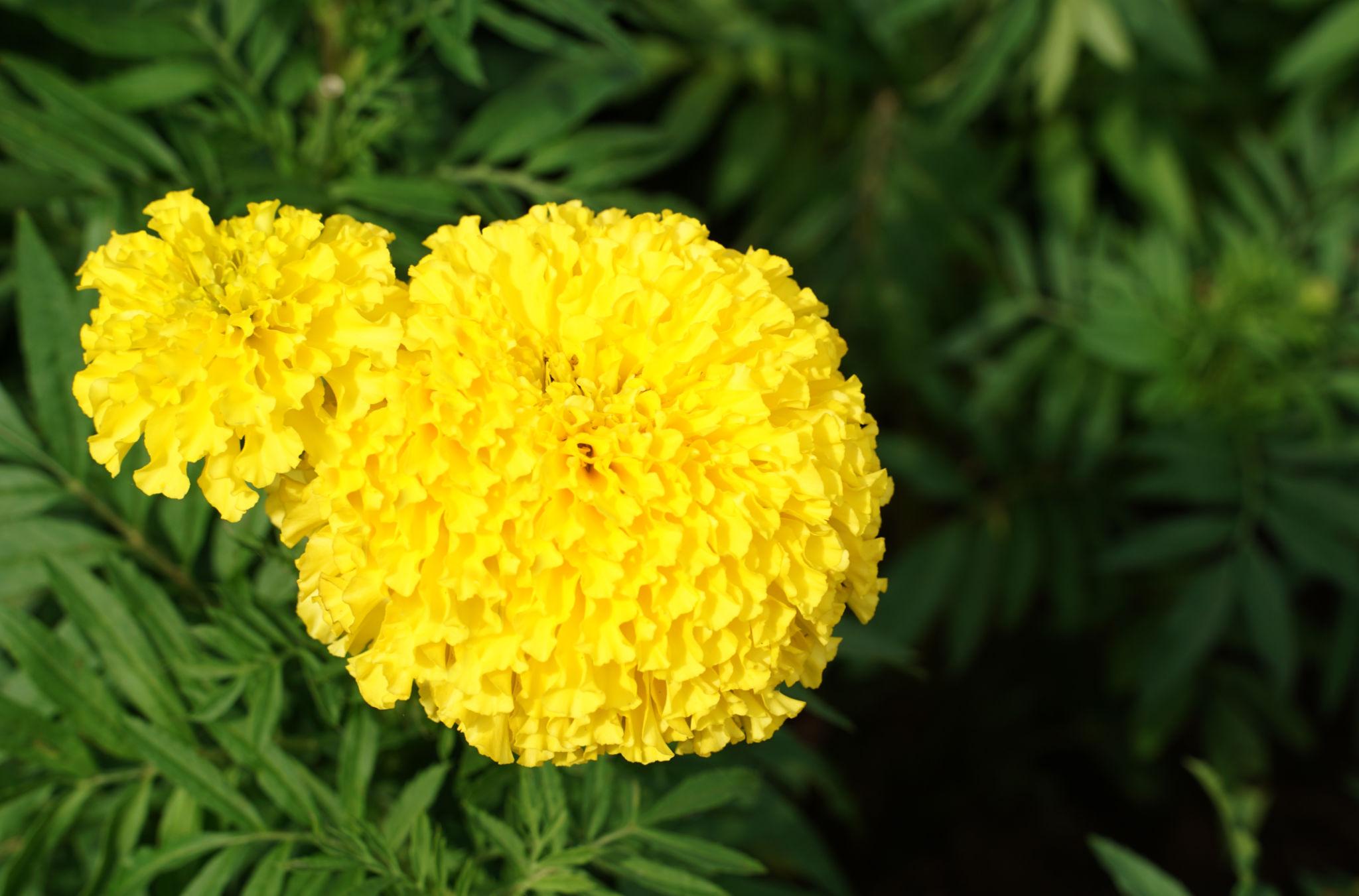 INDUS SEEDS Bijilee Yellow Moon Marigold Genda Fool, Best In Germination , Highly compact Ball