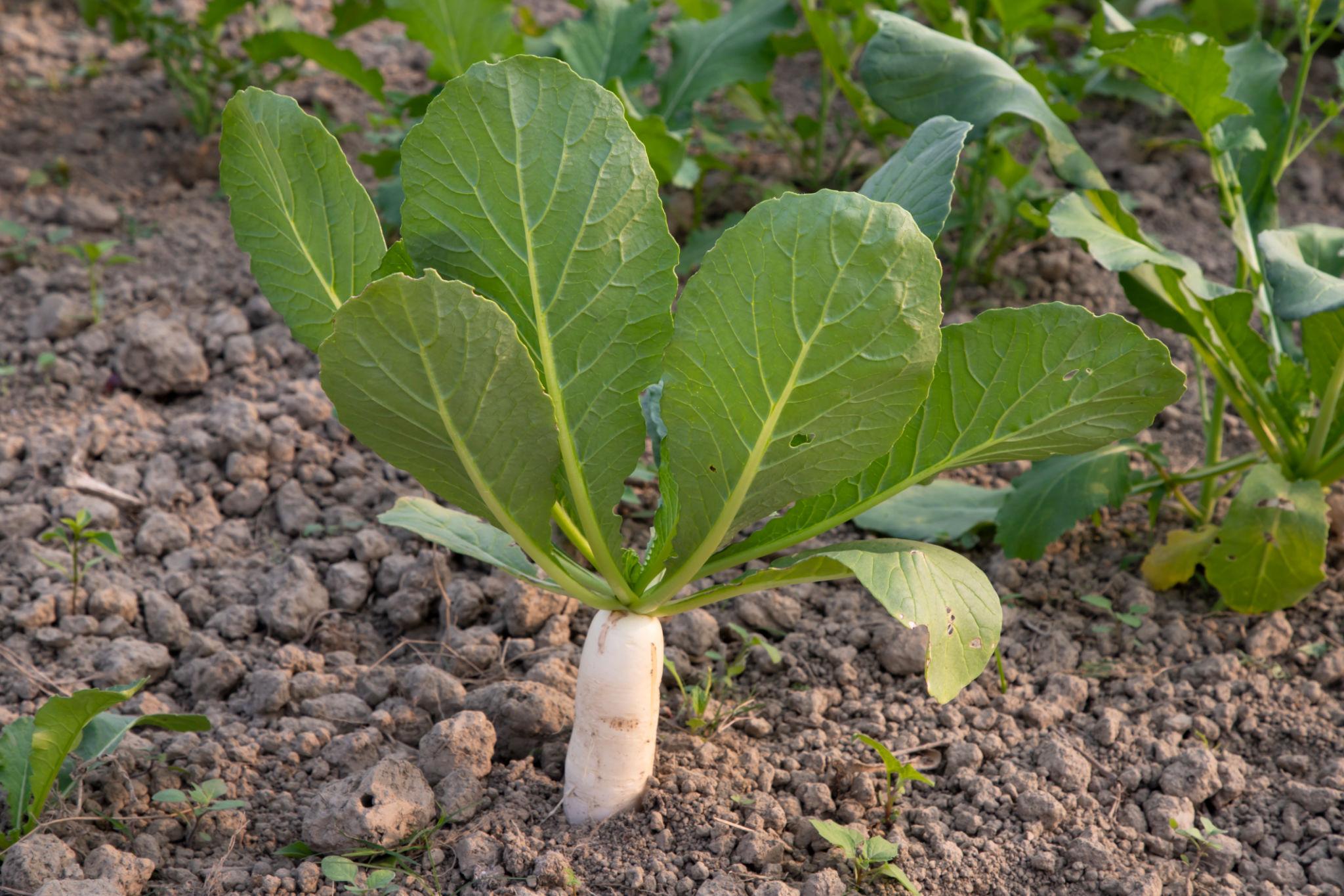 VNR F1 Hybrid White Long Radish Seeds (MOOLI) For Outdoor